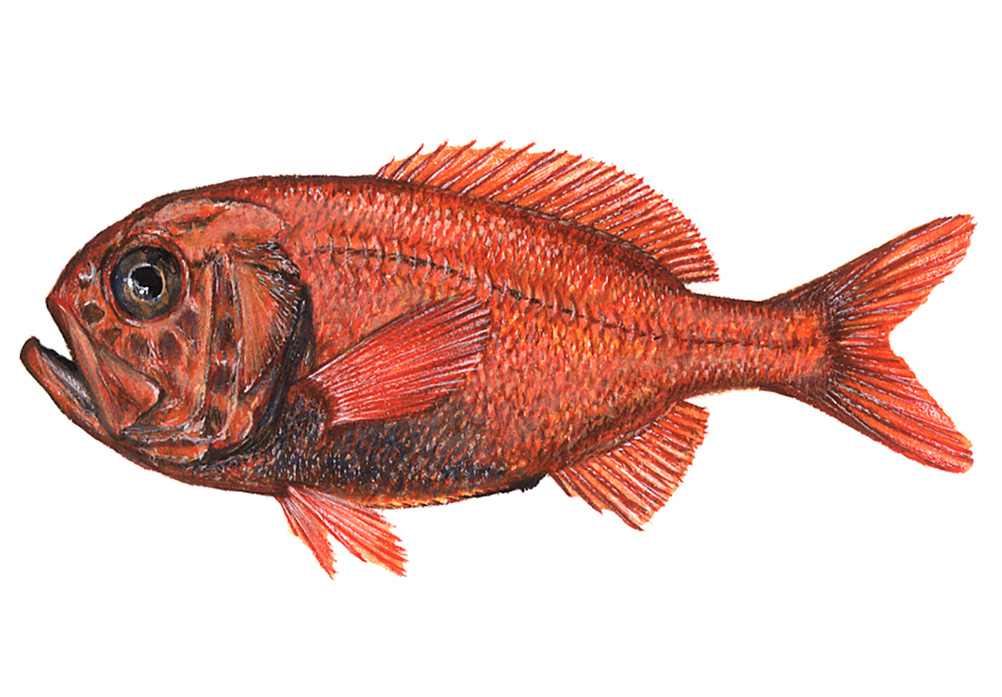 ORANGE ROUGHY