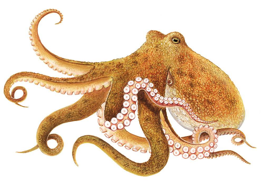 OCTOPUS