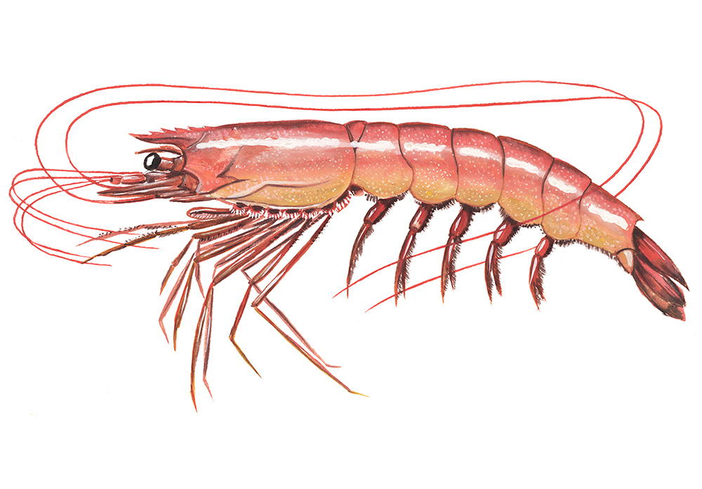 LANGOSTINO ARGENTINO